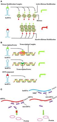 Roles of LncRNAs in Viral Infections